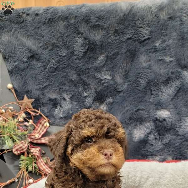 Rocky, Cavapoo Puppy