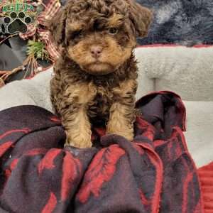 Rocky, Cavapoo Puppy