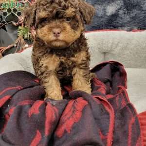 Rocky, Cavapoo Puppy