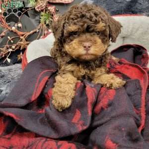 Rocky, Cavapoo Puppy