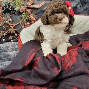 Rosy, Cavapoo Puppy