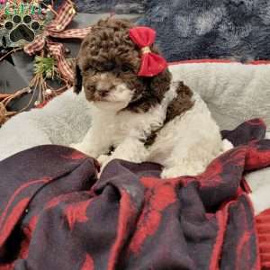 Rosy, Cavapoo Puppy