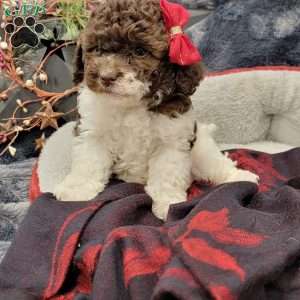 Rosy, Cavapoo Puppy