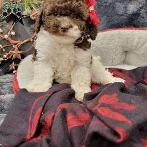 Rosy, Cavapoo Puppy