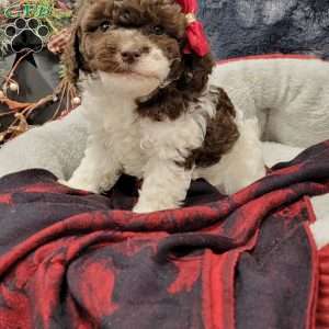 Rosy, Cavapoo Puppy