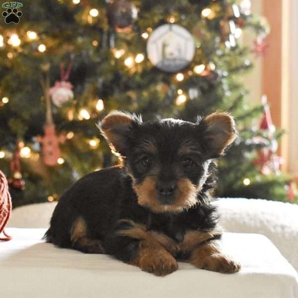 Coca, Yorkie Puppy