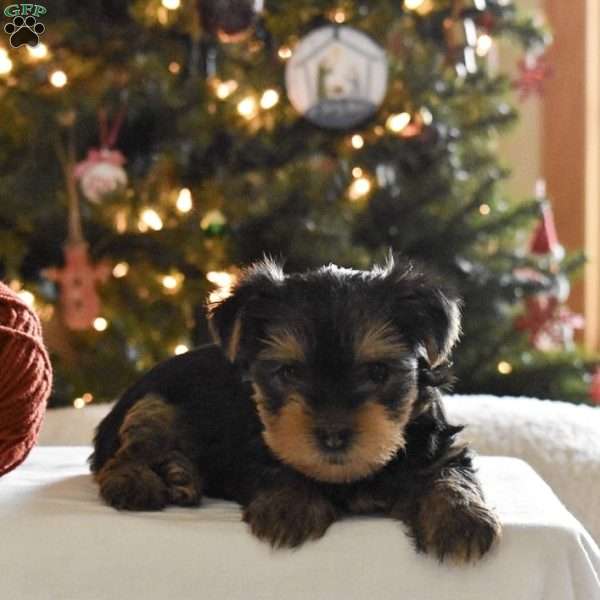 Teddy, Yorkie Puppy