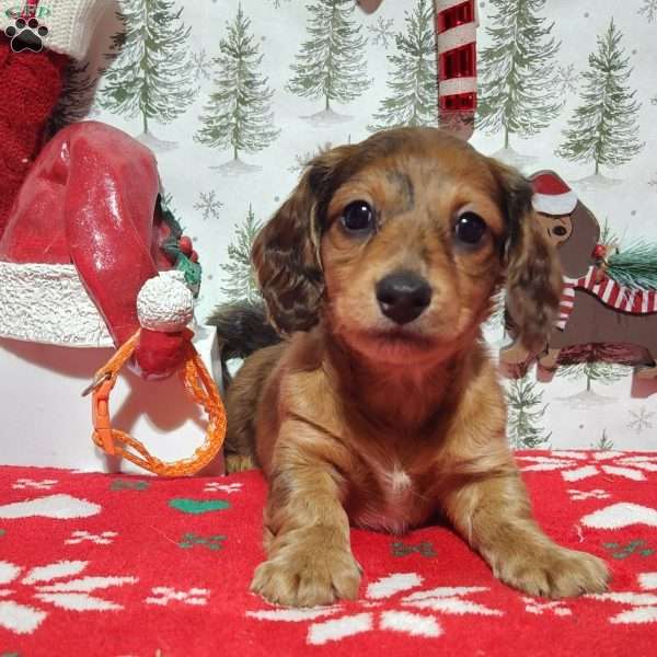 Molly, Dachshund Puppy