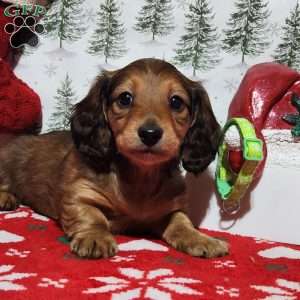 Mary, Dachshund Puppy