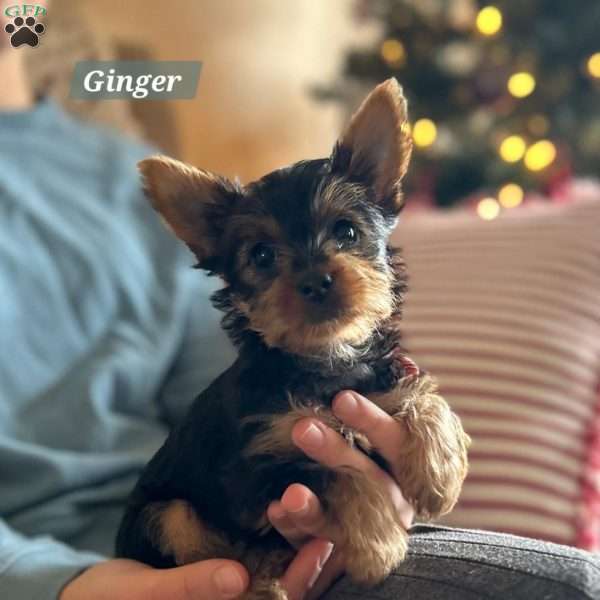 Ginger, Yorkie Puppy