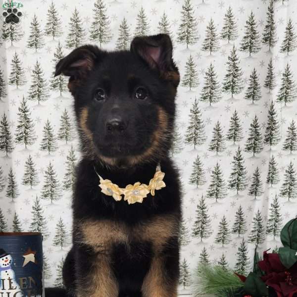 Lulu, German Shepherd Puppy