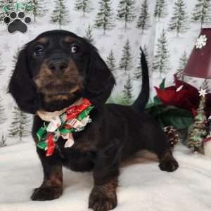 Margaret, Dachshund Puppy