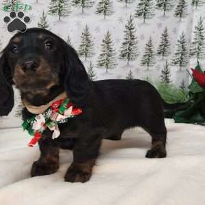 Margaret, Dachshund Puppy