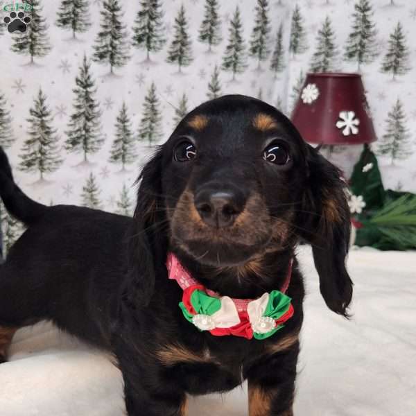 Maddy, Dachshund Puppy