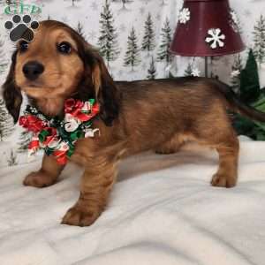 Mary, Dachshund Puppy