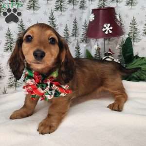 Mary, Dachshund Puppy