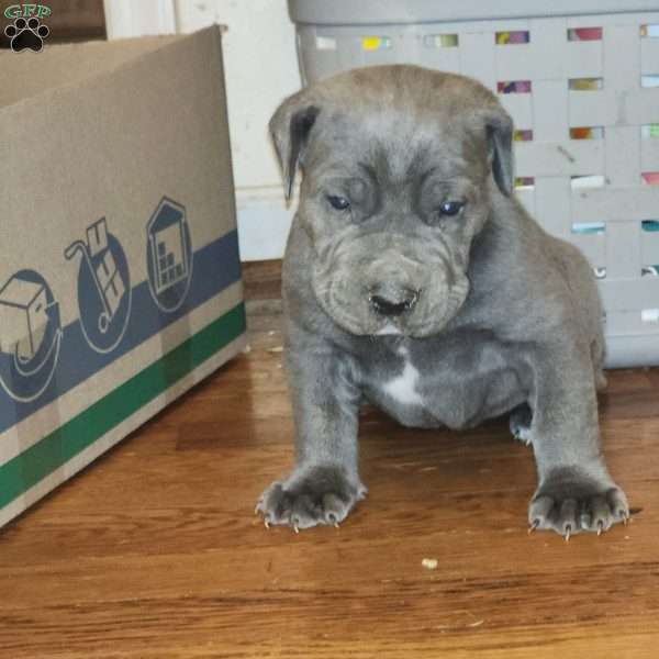 SIMBA, African Boerboel Puppy