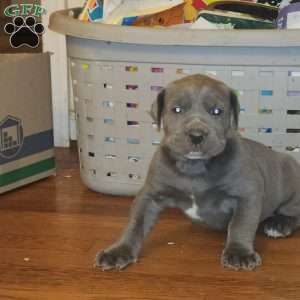 SIMBA, African Boerboel Puppy