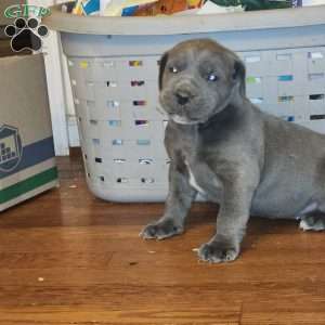 SIMBA, African Boerboel Puppy