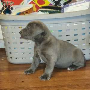 SIMBA, African Boerboel Puppy