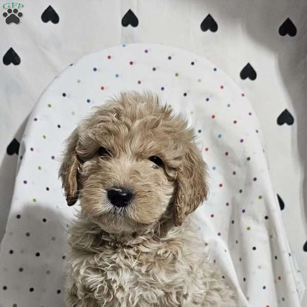 Duke, Goldendoodle Puppy