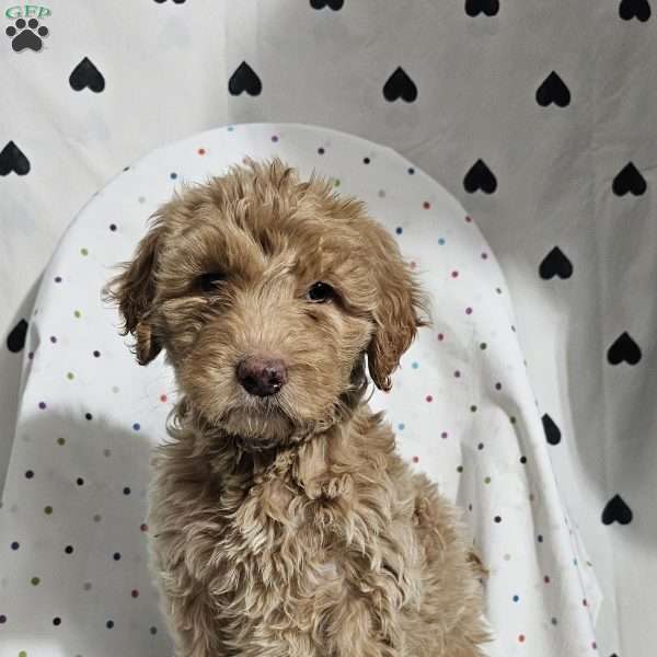 Daisy, Goldendoodle Puppy