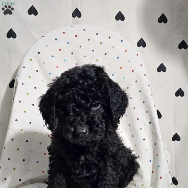 Dallas, Goldendoodle Puppy