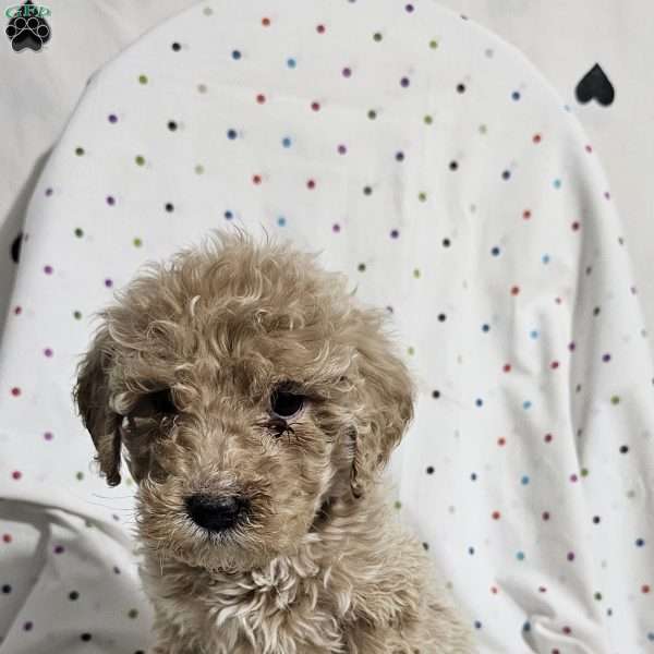 Diamond, Goldendoodle Puppy