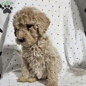 Diamond, Goldendoodle Puppy