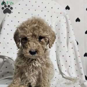 Diamond, Goldendoodle Puppy