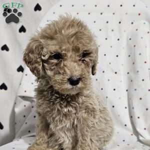 Diamond, Goldendoodle Puppy