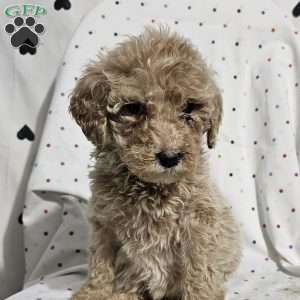 Diamond, Goldendoodle Puppy