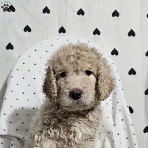 Dash, Goldendoodle Puppy