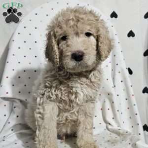 Dash, Goldendoodle Puppy