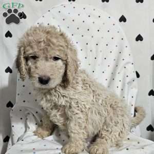 Dash, Goldendoodle Puppy