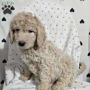 Dash, Goldendoodle Puppy