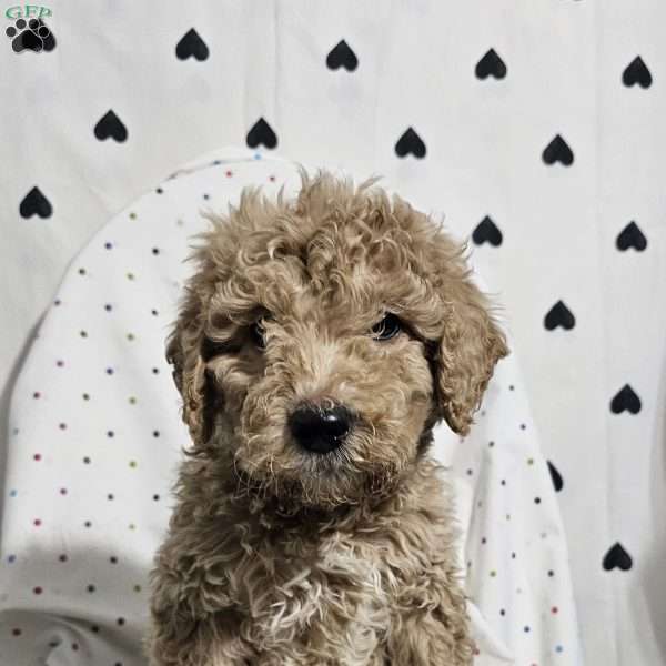 Diesel, Goldendoodle Puppy