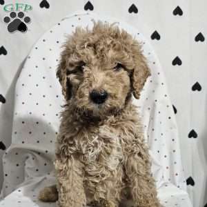 Diesel, Goldendoodle Puppy