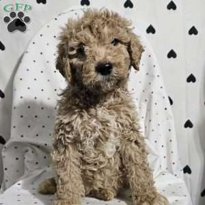 Diesel, Goldendoodle Puppy