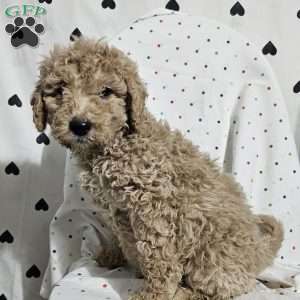 Diesel, Goldendoodle Puppy