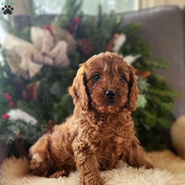 Rudolph, Cavapoo Puppy