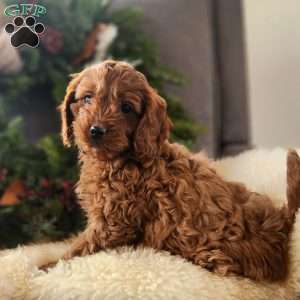 Rudolph, Cavapoo Puppy