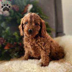 Rudolph, Cavapoo Puppy