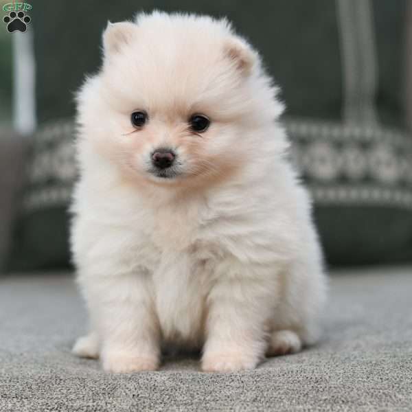 Merry, Pomeranian Puppy