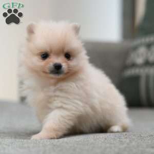 Joy, Pomeranian Puppy