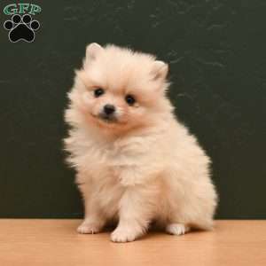 Joy, Pomeranian Puppy