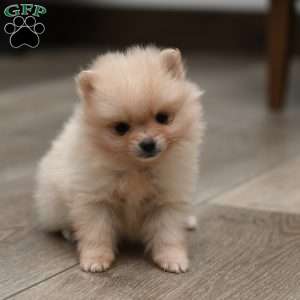 Joy, Pomeranian Puppy