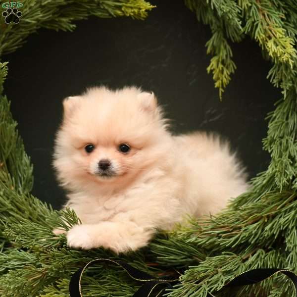 Joy, Pomeranian Puppy