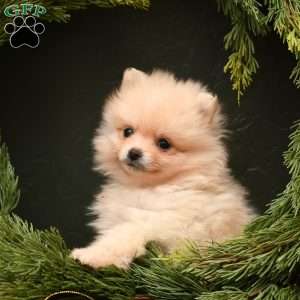 Joy, Pomeranian Puppy