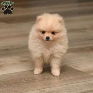 Joy, Pomeranian Puppy